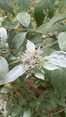 Pycnanthemum albescens