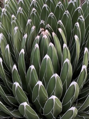 Agave victoriae-reginae
