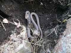 Coluber constrictor mormon