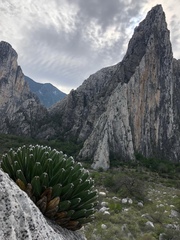Agave victoriae-reginae