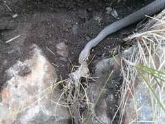 Coluber constrictor mormon