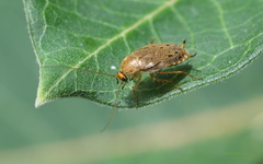 Ectobius lapponicus
