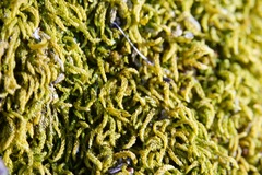 Claopodium whippleanum