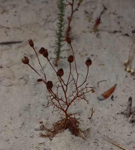 Steirodiscus tagetes