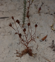 Steirodiscus tagetes