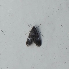 Elophila tinealis