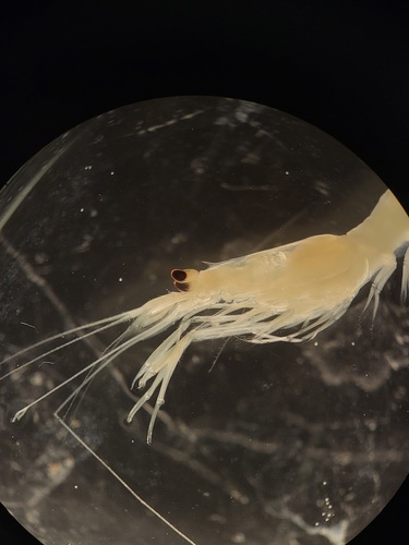 pink glass shrimp