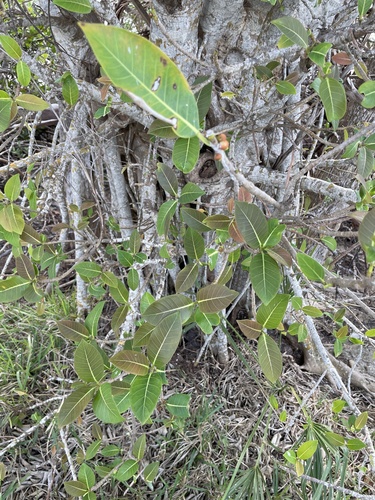 Gameleira