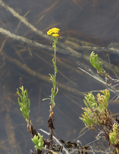 Image of Nidorella foetida by (c) Tony Rebelo, some rights reserved (CC BY-SA)