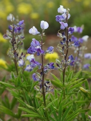 Lupinus caudatus