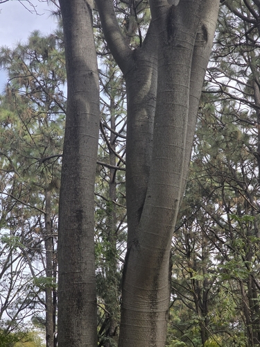 Foto de Timbaúba