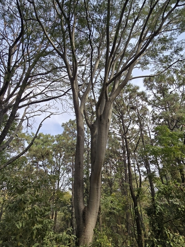 Foto de Timbaúba