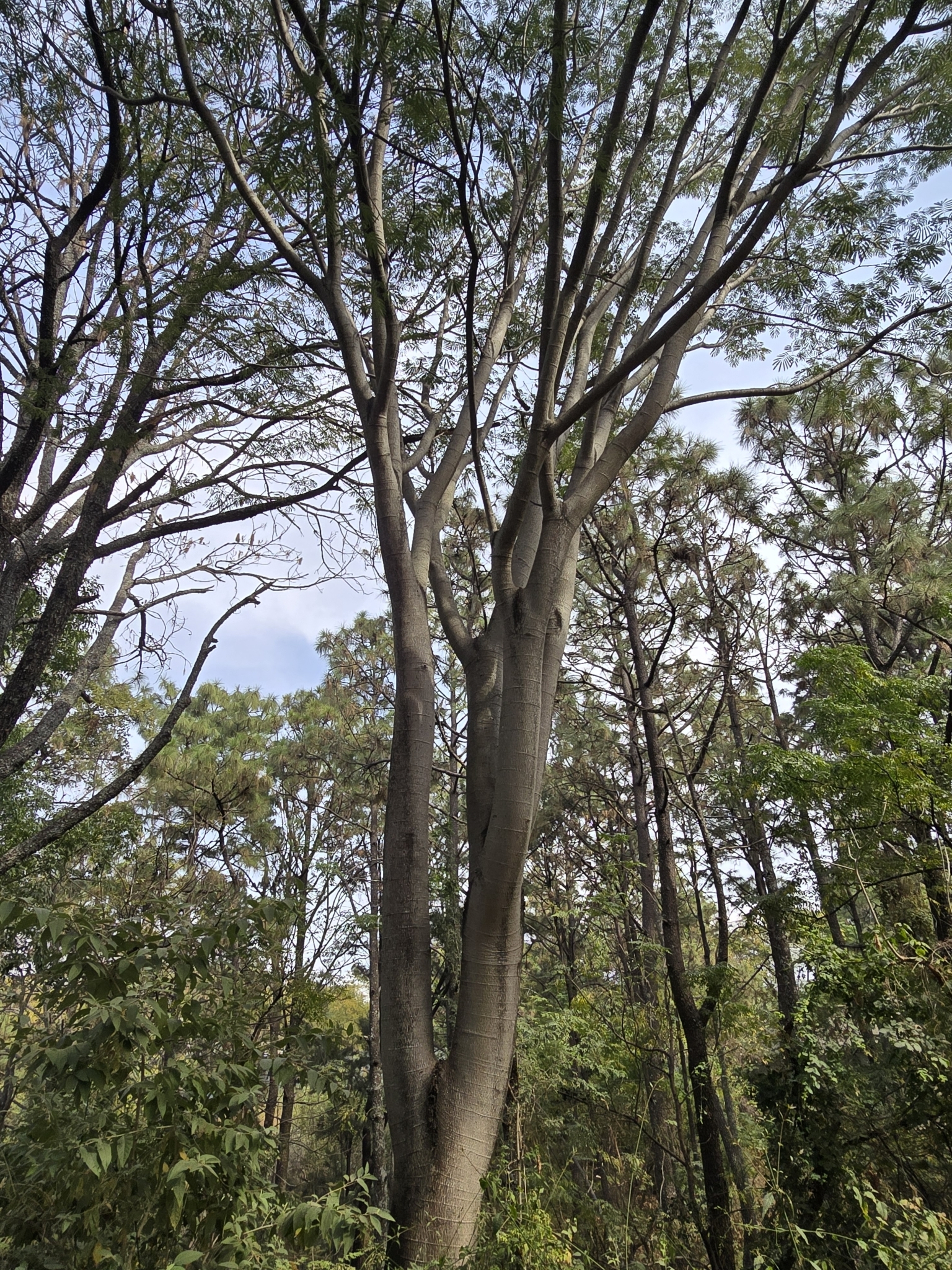 Imagem de Timbaúba