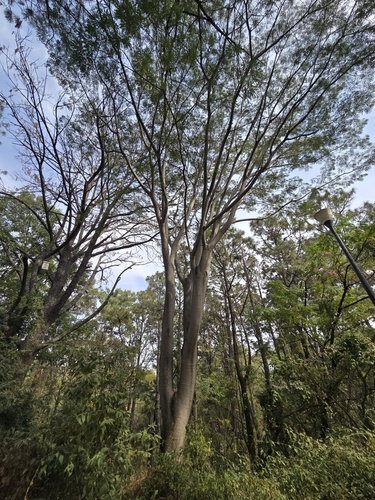 Foto de Timbaúba