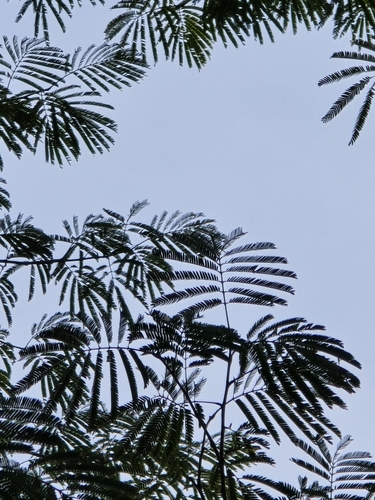 Timbaúba
