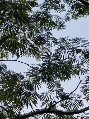 Foto de Timbaúba