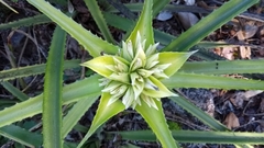 Orthophytum foliosum