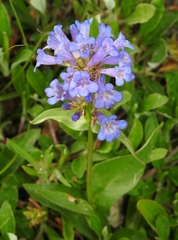 Penstemon globosus