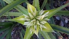 Orthophytum foliosum