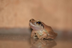 Pseudophilautus wynaadensis