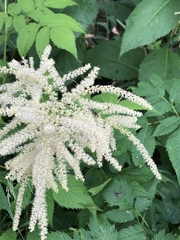 Aruncus