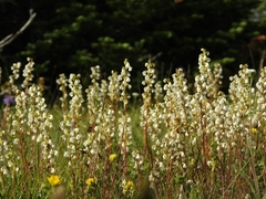 Pedicularis contorta contorta