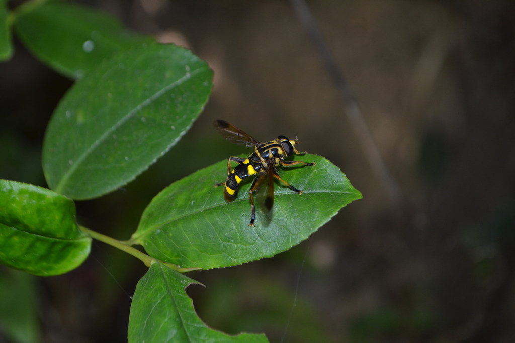 Milesia mima