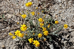 Eriophyllum lanatum integrifolium