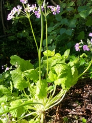 Primula malacoides
