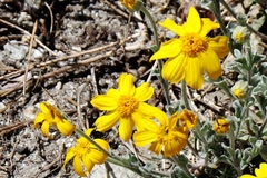 Eriophyllum lanatum integrifolium