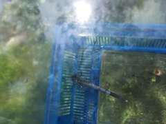 Orthetrum albistylum speciosum