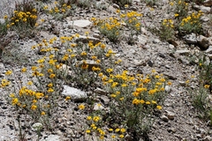 Eriophyllum lanatum integrifolium