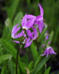 Primula subalpina