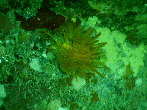 Spondylus americanus, 2024-10-13