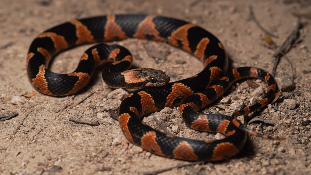 Rainforest Cat-Eyed Snake