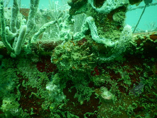 Spondylus americanus, 2024-10-13