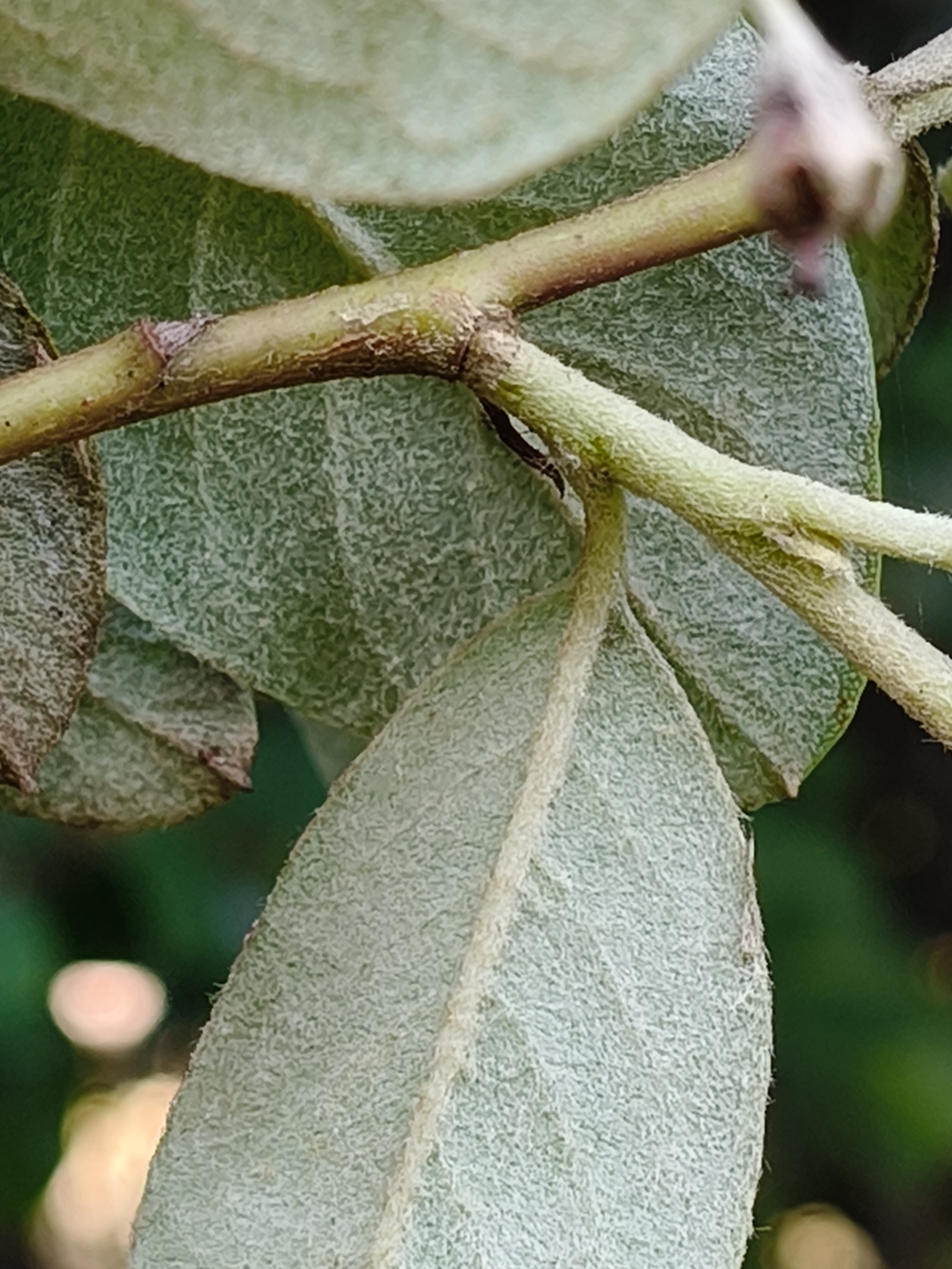 Imagem de Cotoneaster