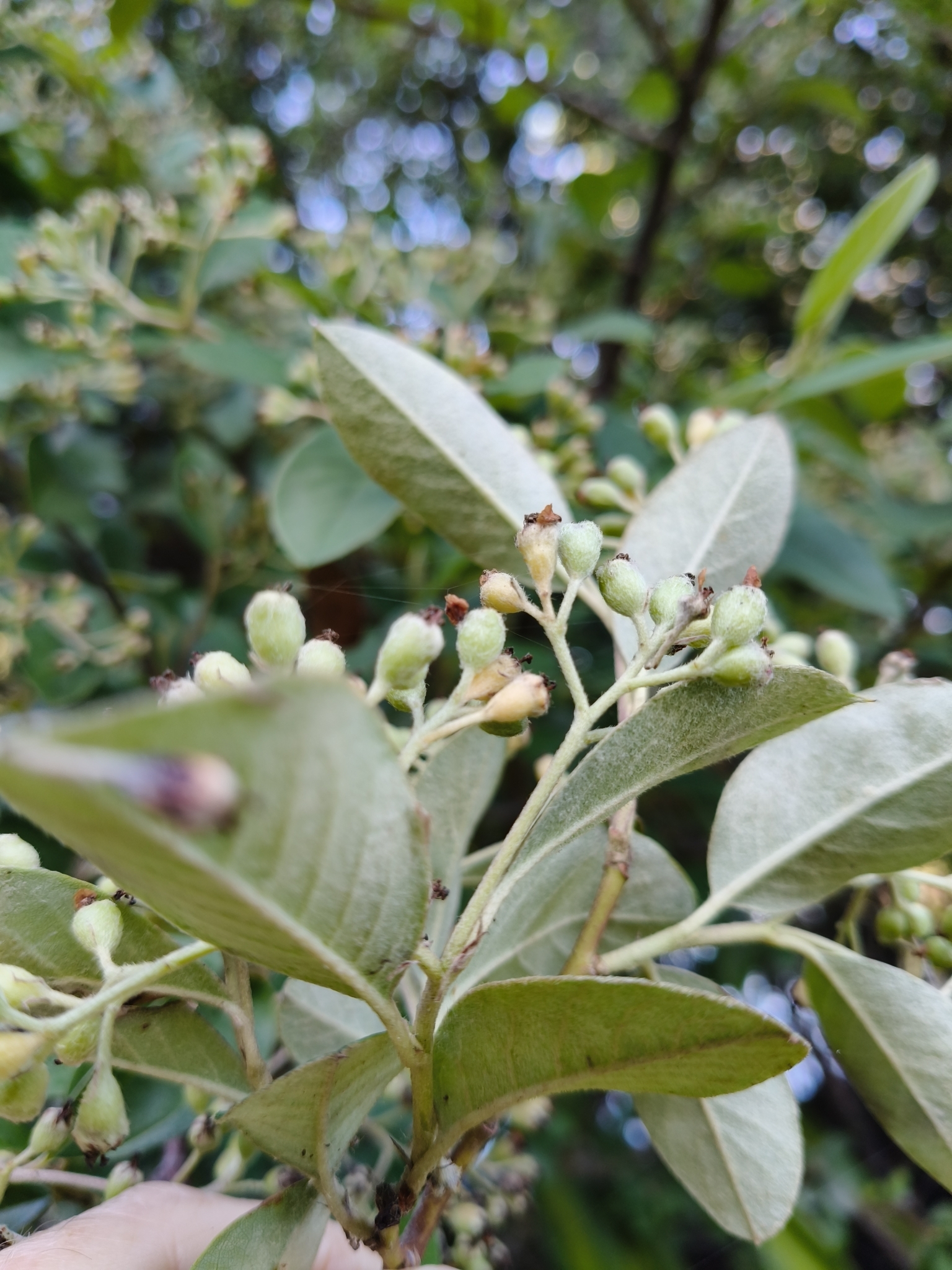 Imagem de Cotoneaster