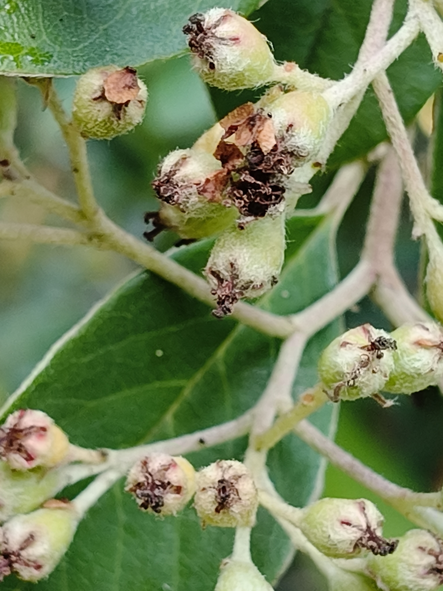 Imagem de Cotoneaster