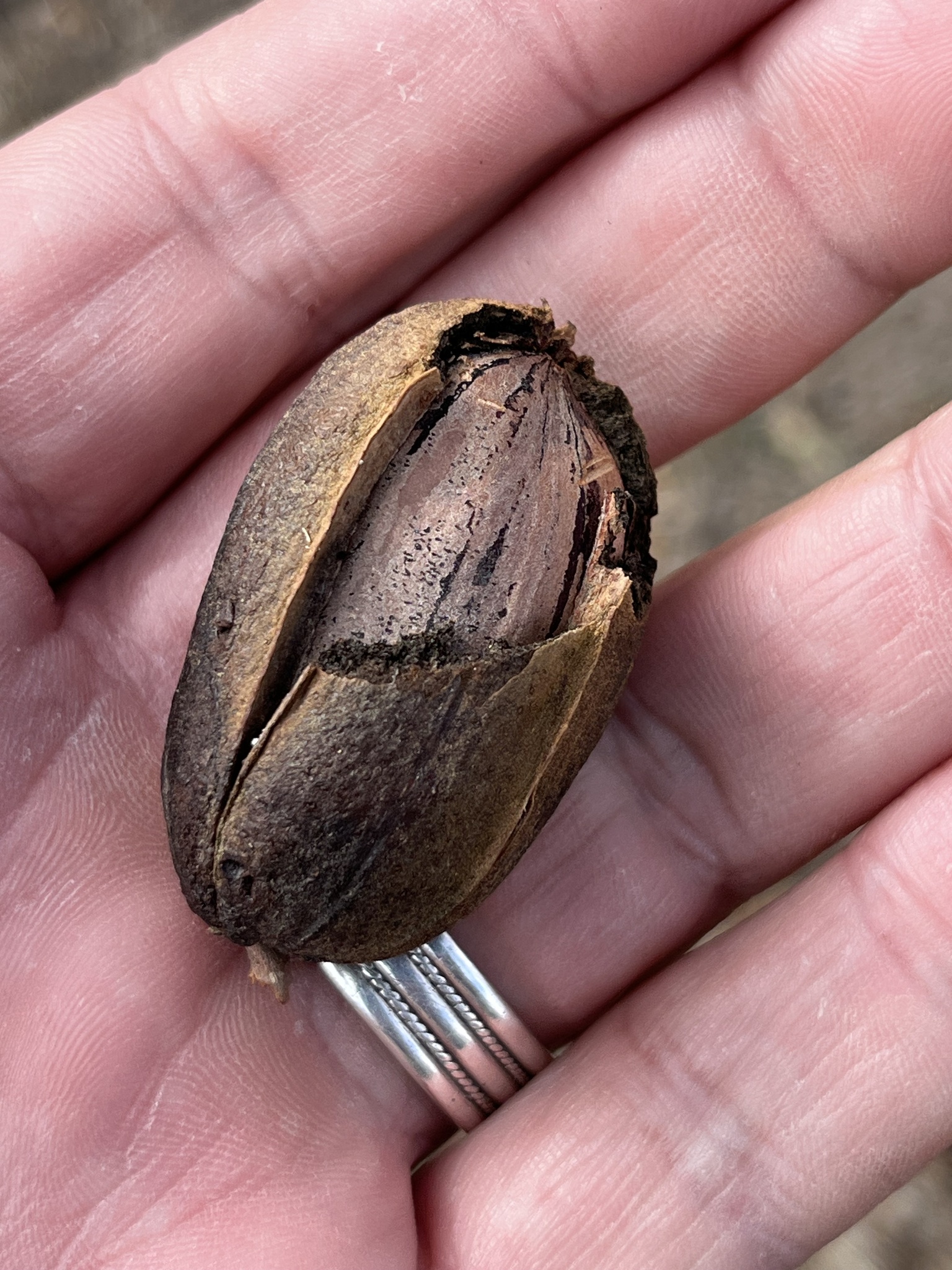 Imagem de Noz pecan