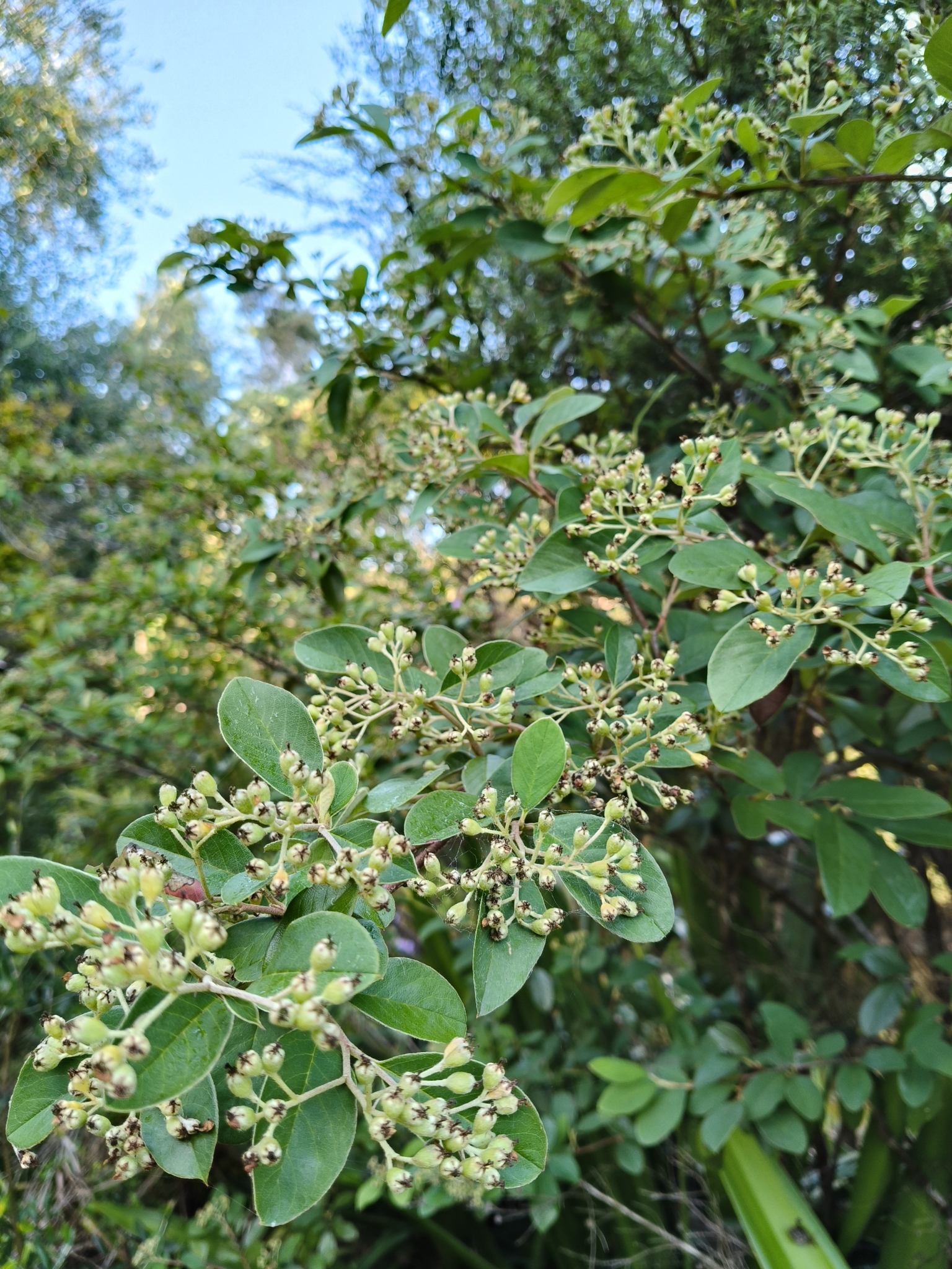 Imagem de Cotoneaster