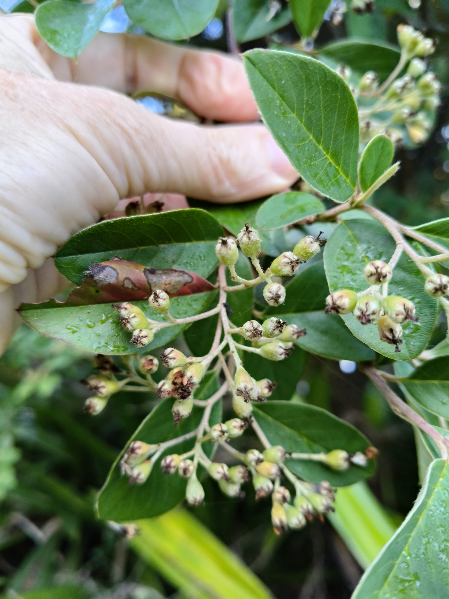 Imagem de Cotoneaster
