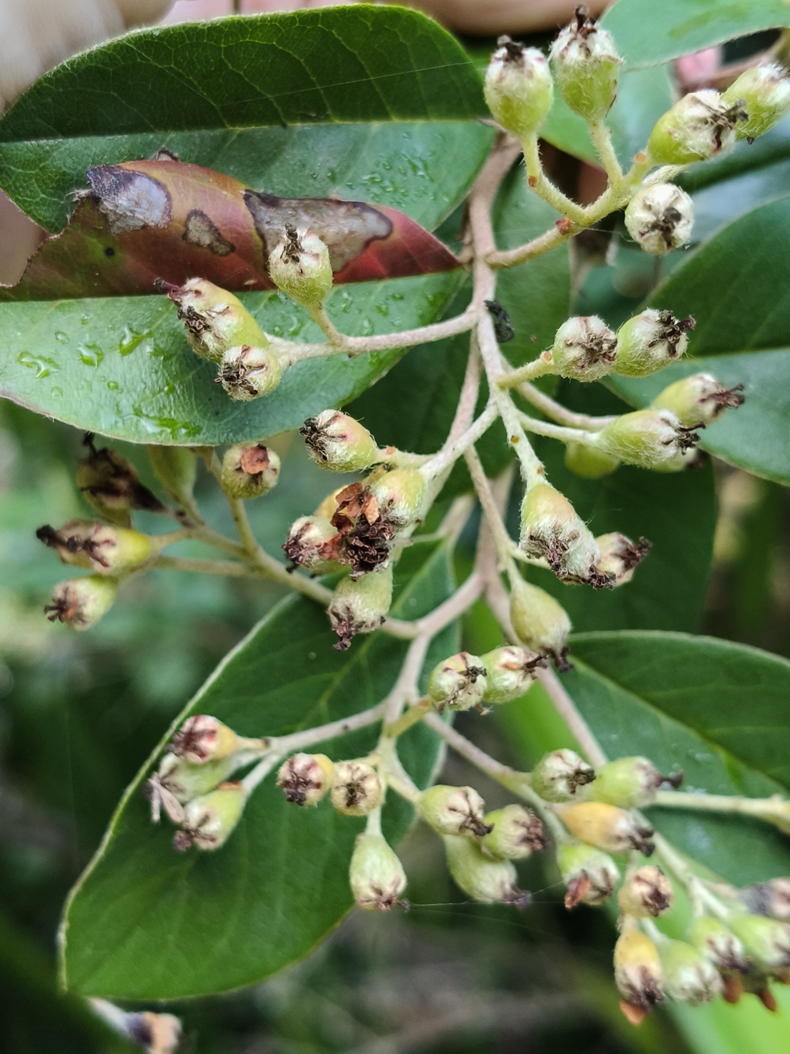 Imagem de Cotoneaster