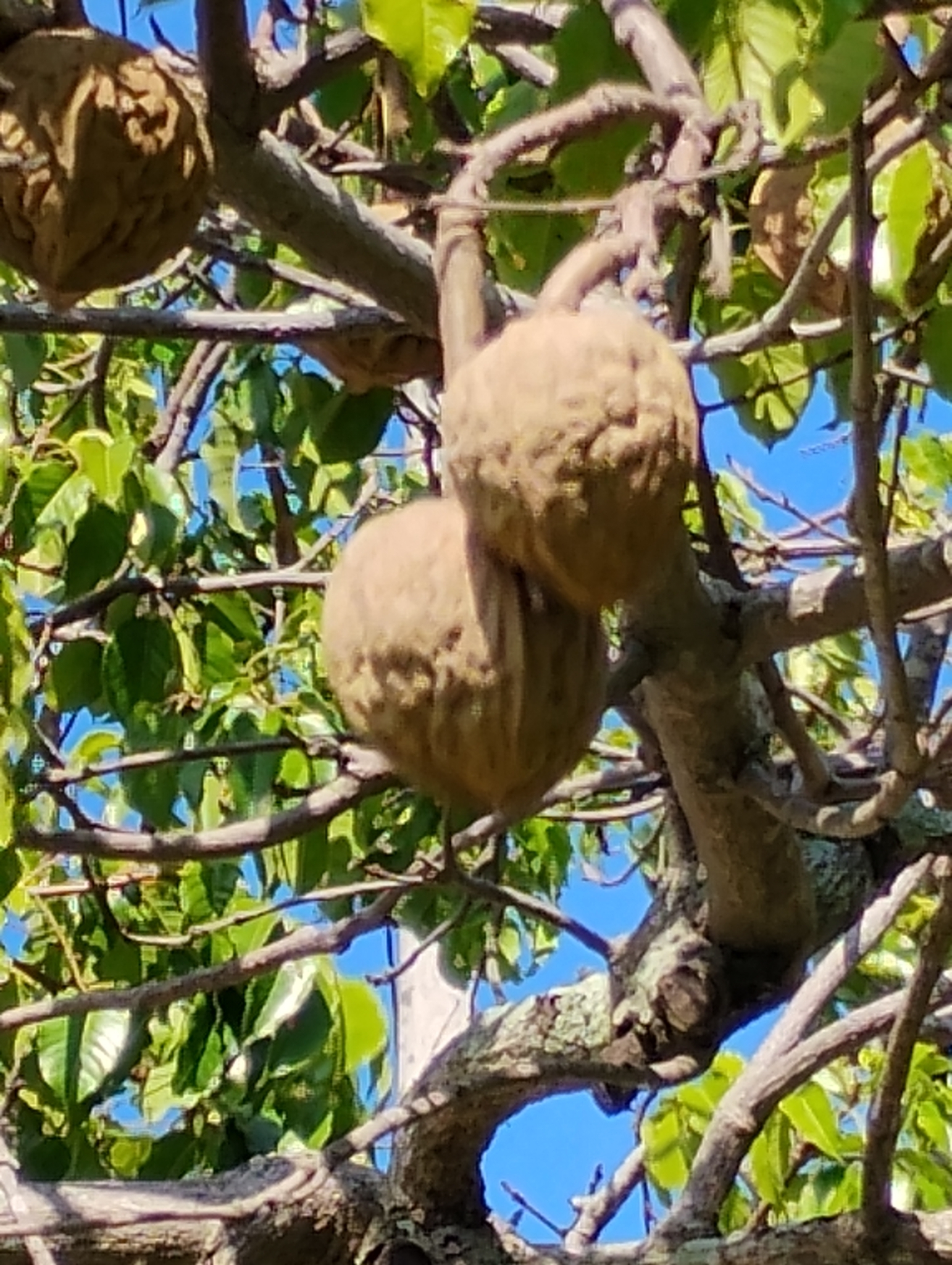 Imagem de Boleira