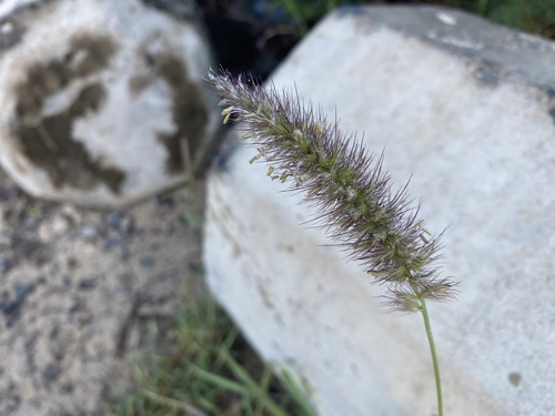 Foto de Capim-buffel