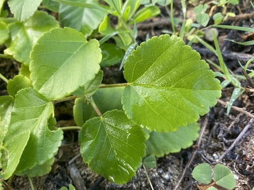 Foto de Malva-branca