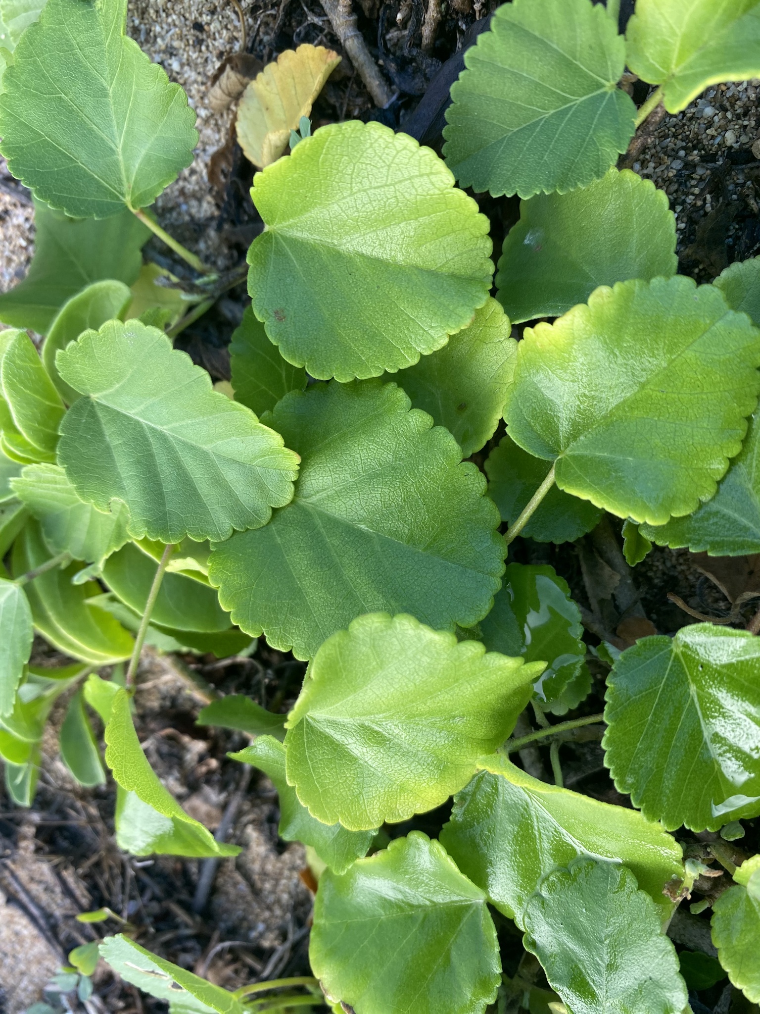 Imagem de Malva-branca