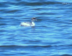 Podiceps occipitalis