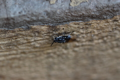 Stratiomyidae