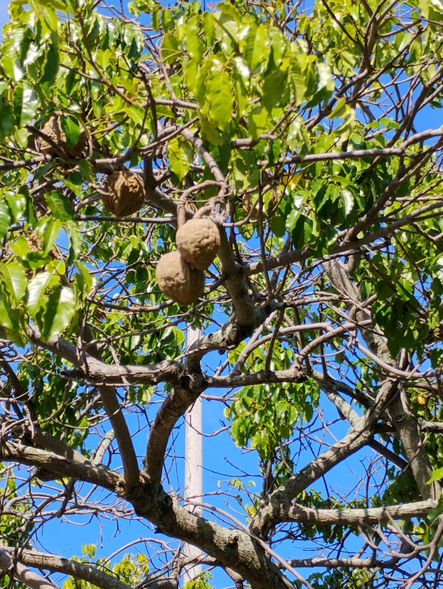 Imagem de Boleira